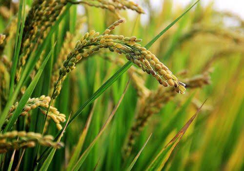 Rice-Corn