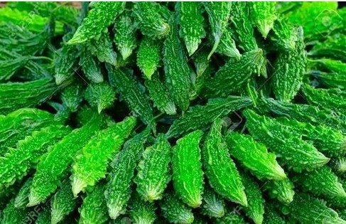 Bitter Melon(Karelay)