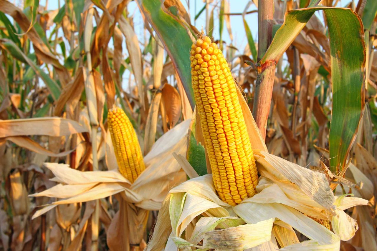 Muhammad Jamil